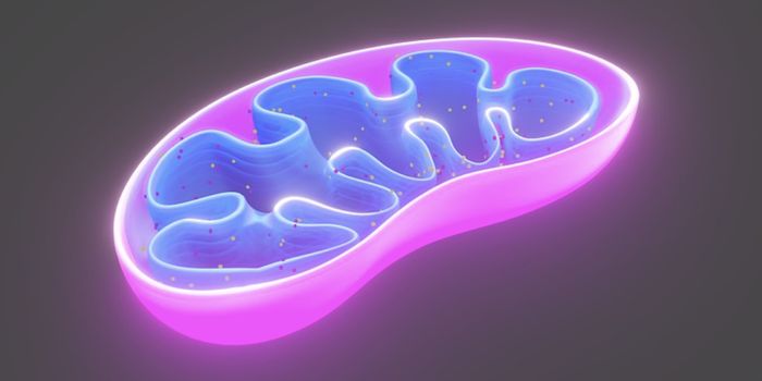 Mitochondrial DNA Disposal Disruptions Lead to Inflammation