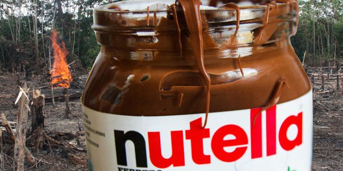 Huh? Chocolate Spread Blamed for Deforestation?
