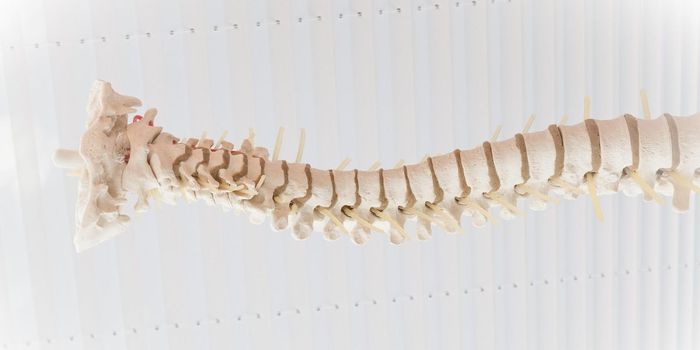 Drug Shows Promise in treating Spinal Cord Injury