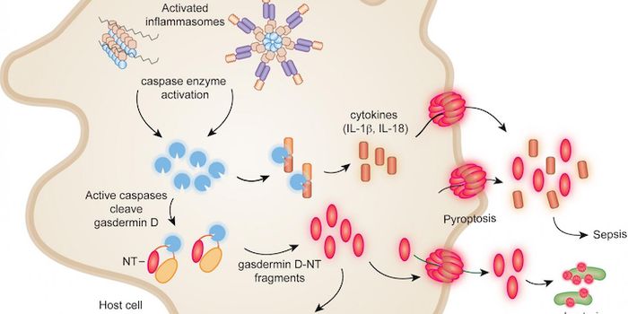Protein Fragment is a new Tool to Fight Bacterial Infections