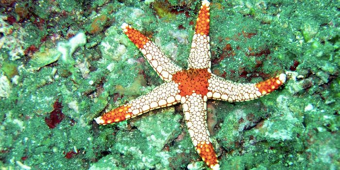 The Symmetry of Sea Stars Reveals More About Development