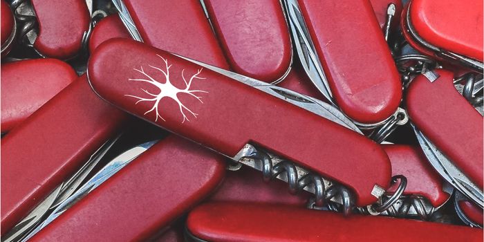 Newly Discovered Brain Cell Type Has Extensive Abilities