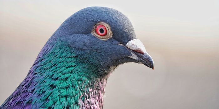 Artificial Intelligence and Pigeons Share a Common Trait