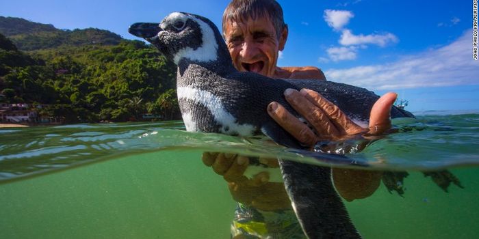 The Story of How a Penguin Became a Man's Best Friend