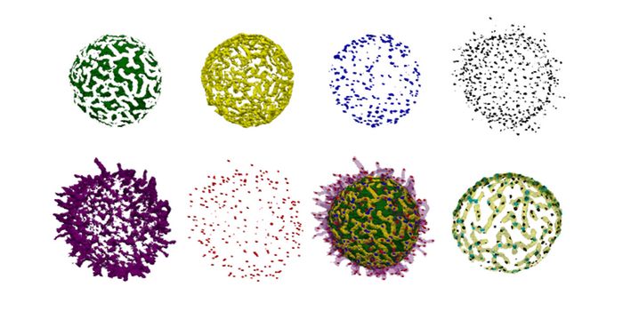 B Cell Surface Features Revealed by Advanced Microscopy