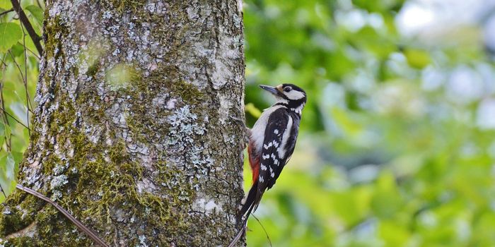 Do Woodpeckers Suffer From Brain Damage?