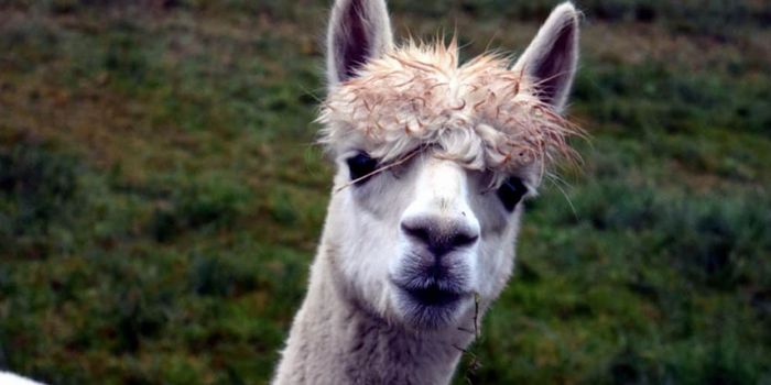 Nanobodies May Prevent Complications From Infection in Transplant Recipents