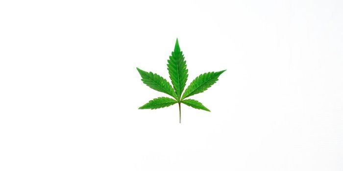 Black and Hispanic Men with Chronic Illness Use More Cannabis