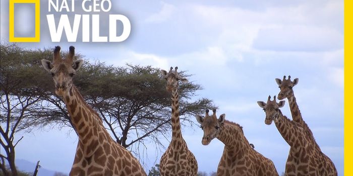 The grief of giraffes