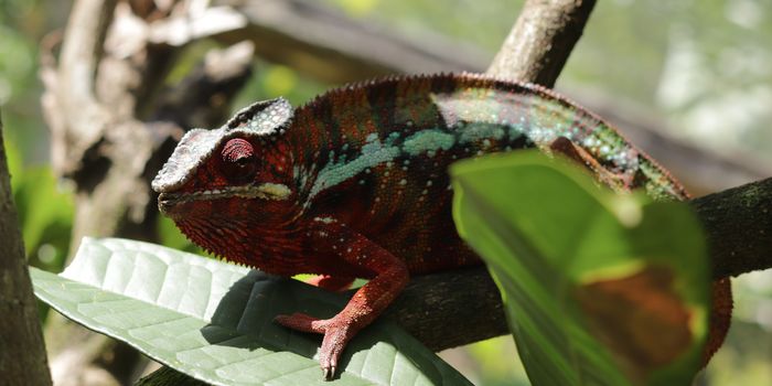 Flexible Film Can Change Color Like Chameleon Skin