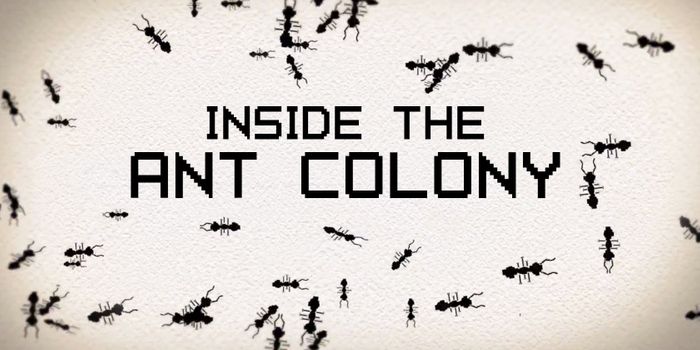 The colonies beneath our feet: ants