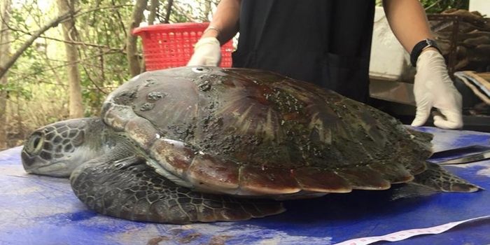 Plastic and Other Ocean Trash to Blame for Sea Turtle's Death