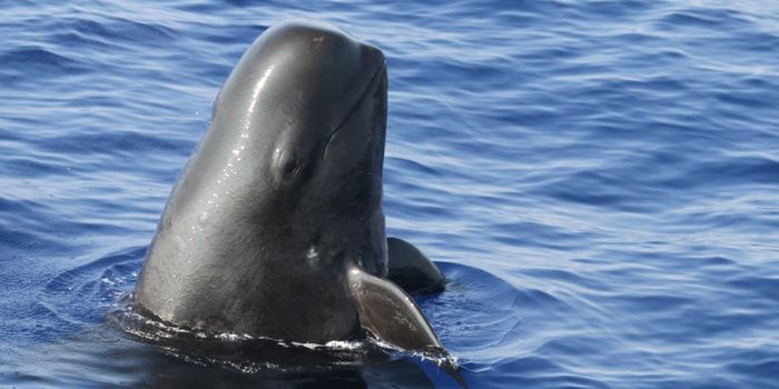 Different Pilot Whale Groups Exhibit Different Call Dialects, Study Finds