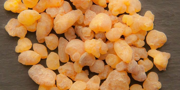 Frankincense-Producing Trees are in Peril