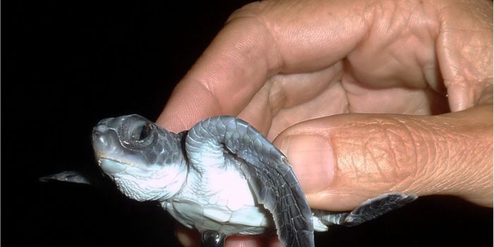 Does Artificial Light Confuse Sea Turtle Hatchlings?