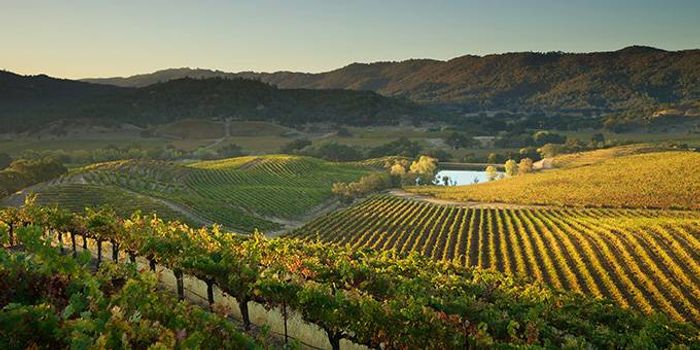 Napa Valley: too much of a good thing?