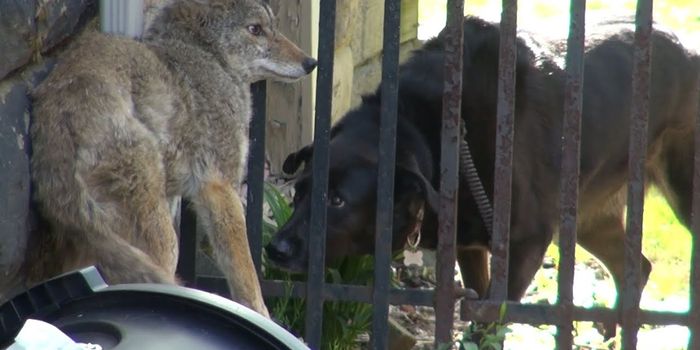 What to Do If You Encounter a Coyote