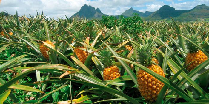 Is it possible to bioengineer drought-resistant crops?