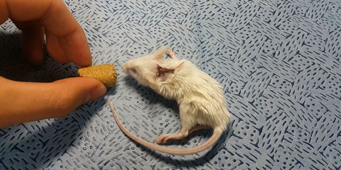 Spinal Cord Surgery Allows Mice to Walk Again