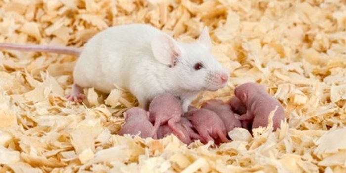3D-Printed Ovary Implant Restores Fertility In Mice