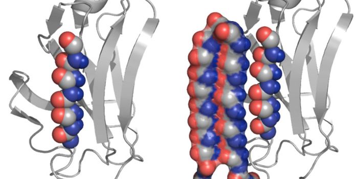 Team Finds Key to Making Neurons From Stem Cells