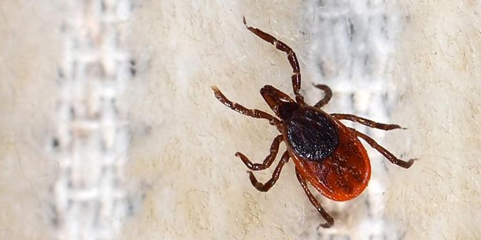 Efficacy of 'Ribavirin Treatment' in Hemorrhagic Fever