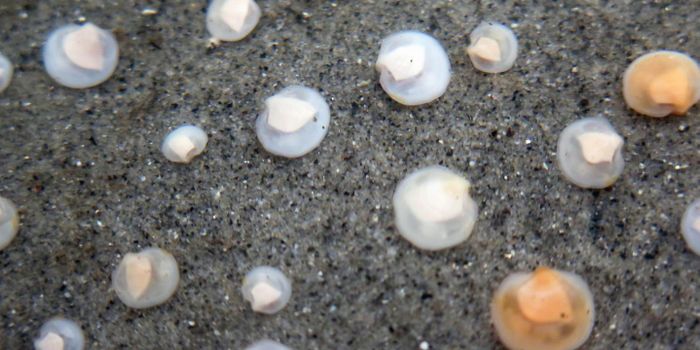 Symbiotic Bacteria may Help Improve the Ocean Environment