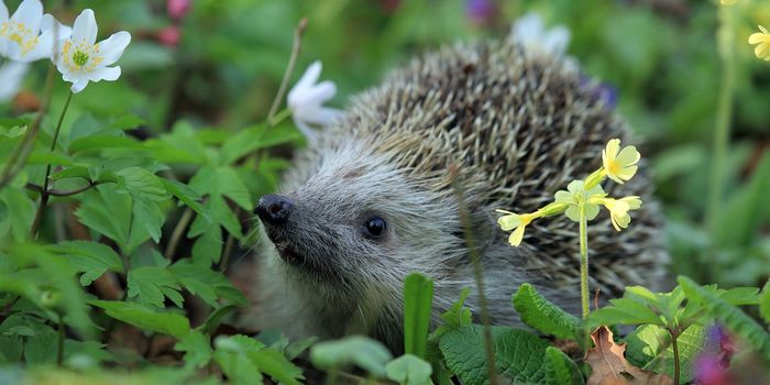 Hedgehogs On the Decline in Britain?