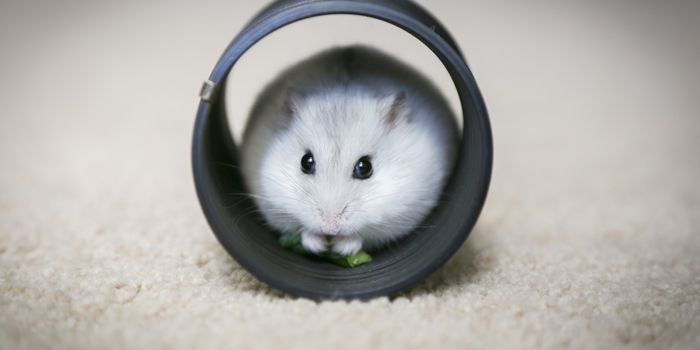 Enhanced Hamster Cells as Super Drug Factories