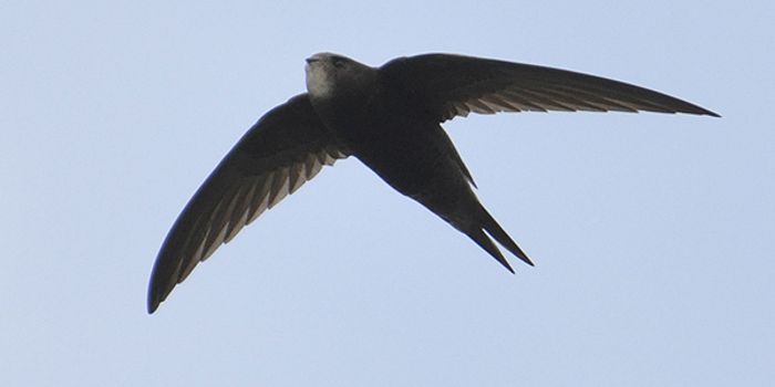 Common Swifts Can Fly for 10 Months Straight Without Landing