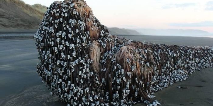 This Barnacle-Covered Oddity Washed Up in New Zealand