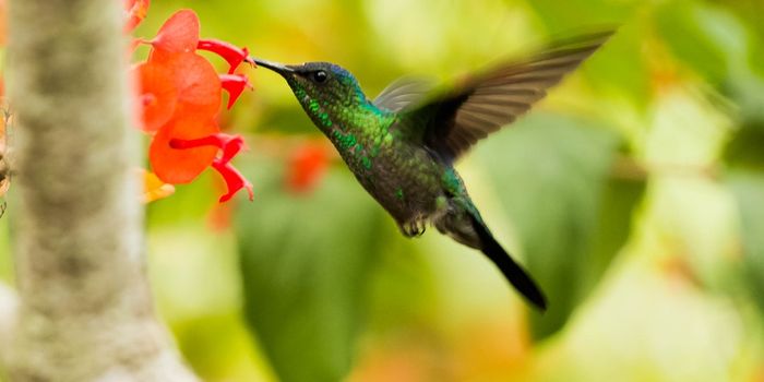 Hummingbirds Have A Sense of Smell, And Use It To Avoid Danger
