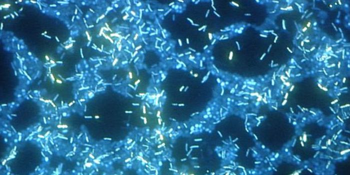 Antibiotics Spur New Communities of Dangerous Bacteria