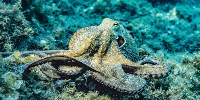 Octopuses shed light on the evolution of intelligent life
