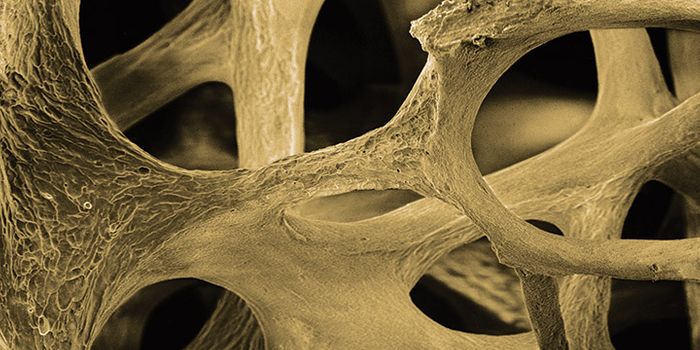 'Good Vibrations' Turn Stem Cells into Bone Cells
