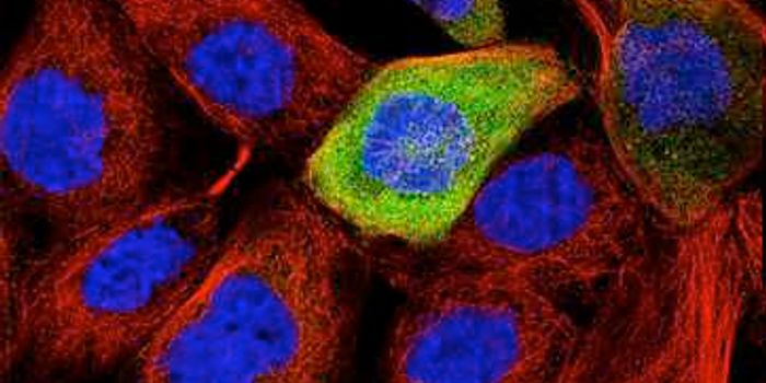 Open Access Cell Atlas Shows Location of 12,000 Proteins