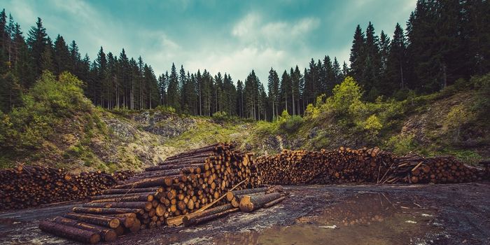 Scientists Create Eco-Friendly Transparent Wood