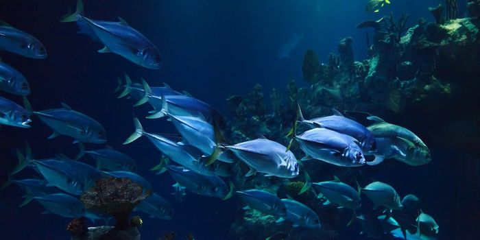 Omega-3 Enriched Chicken as a Fish Alternative for Omega-3 Fatty Acids