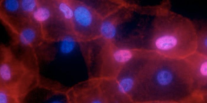 Cancer Cell Lines can Evolve in the Lab