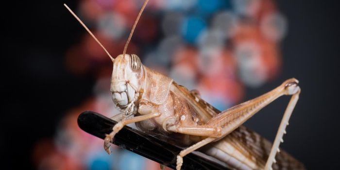 Cracking the Code of a Locust Swarm