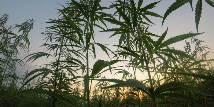 USDA Approves First State Hemp Growing Plans