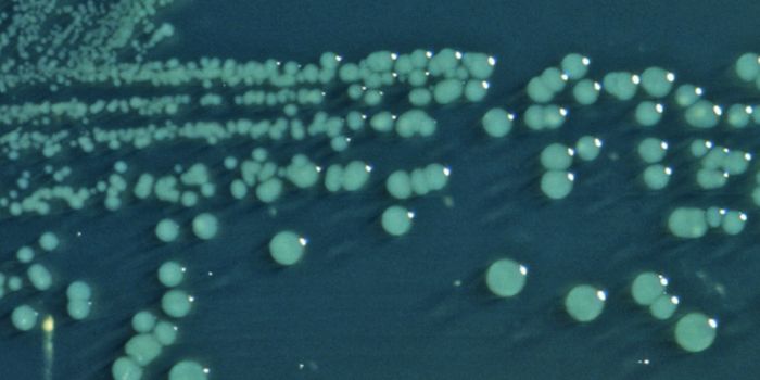 Genomic Sequencing Gives Insight Into Shigella Outbreaks