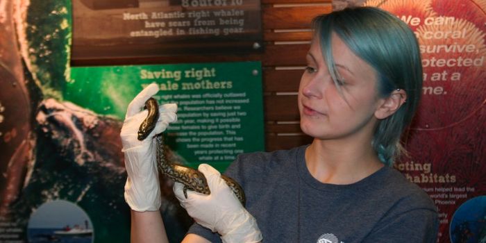 Captive Anaconda Exhibits Rare 'Virgin Birth'