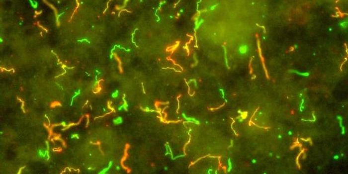 Some People Have a Sweat Protein That may Protect Against Lyme Disease