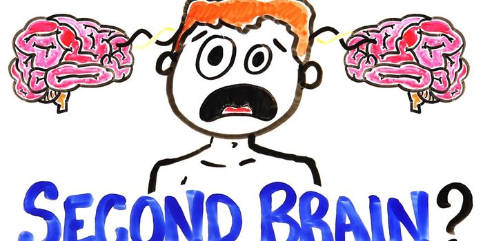 There's Another "Brain" At Work in Your Body