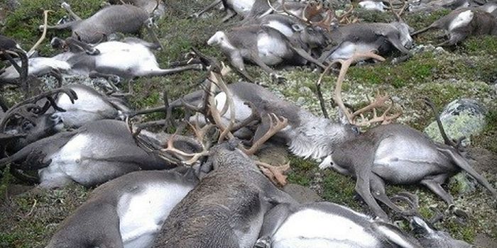 323 Wild Norwegian Reindeer Reportedly Dead Following Lightning Strike