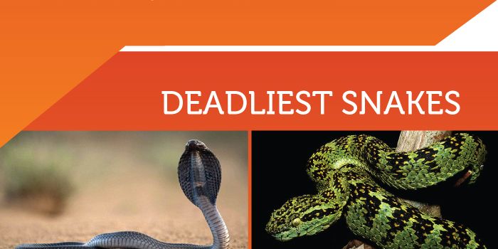 Venom: Dangerous, Helpful, or Both?