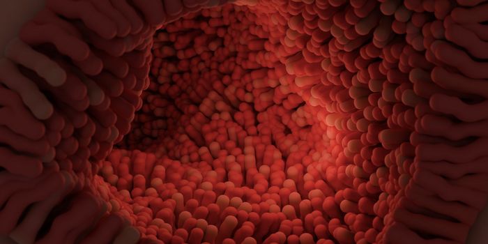 The Small Intestine is Mapped in Detail for the First Time