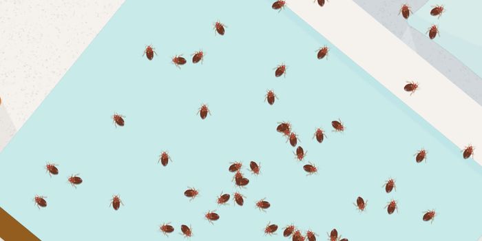 Bed Bugs Are Becoming a Problem Again