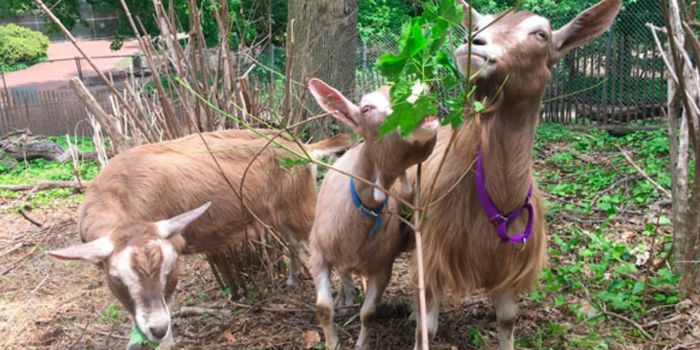 Brooklyn's Prospect Park Hires Goats to Replace Herbicides